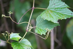 Ampelopsis glandulosa
