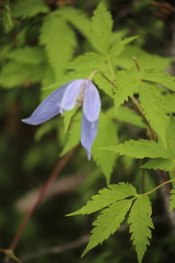 Clematis alpina