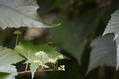 Ampelopsis glandulosa