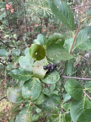 Aronia mitschurinii