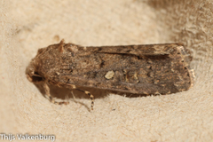 Spodoptera cilium