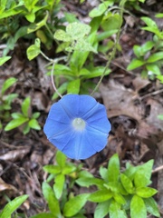 Ipomoea hederacea