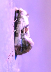 Neocochylis hybridella