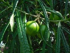 Cascabela thevetioides