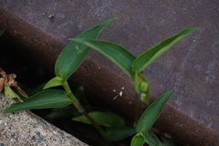 Commelina communis