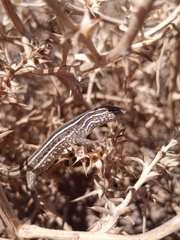 Liolaemus gracilis