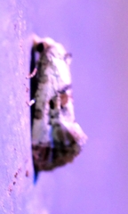 Neocochylis hybridella