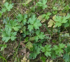 Ranunculus repens