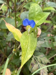 Commelina diffusa
