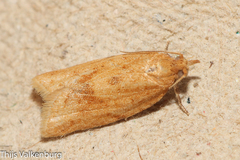 Clepsis coriacanus