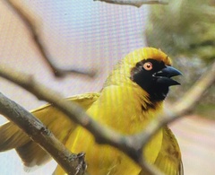 Ploceus velatus