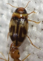 Hydroglyphus signatellus