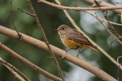 Phoenicurus phoenicurus