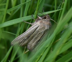 Leucania comma