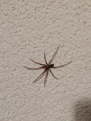 Eratigena atrica