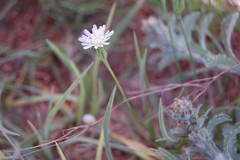 Hypochaeris albiflora