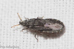 Aradus flavicornis