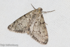 Tephronia lhommaria