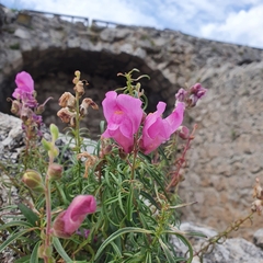 Plantaginaceae