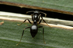 Nylanderia