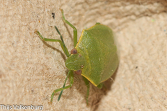 Acrosternum millierei