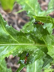 Camponotus floridanus