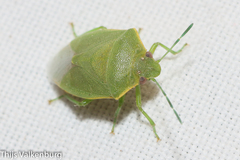 Acrosternum millierei