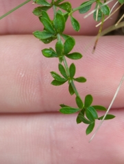 Galium saxatile