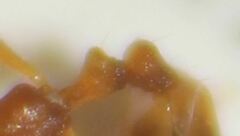 Monomorium pharaonis