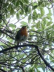 Erithacus rubecula