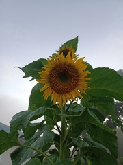 Helianthus annuus
