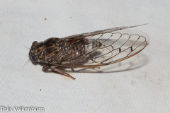 Cicada barbara