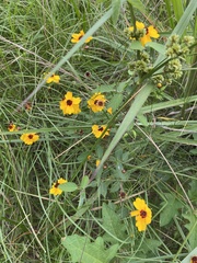 Coreopsis linifolia