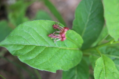 Lonicera alpigena