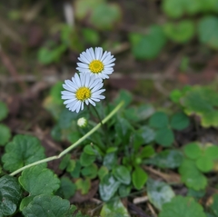 Bellis perennis