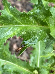Camponotus floridanus