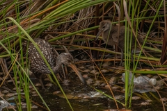 Aramus guarauna