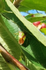 Acanthosoma haemorrhoidale