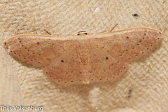 Idaea eugeniata