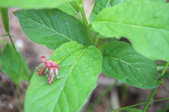 Lonicera alpigena