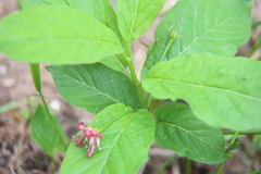 Lonicera alpigena