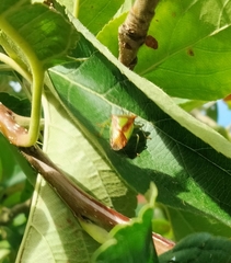 Acanthosoma haemorrhoidale