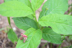 Lonicera alpigena