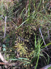 Drosera planchonii