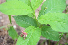 Lonicera alpigena