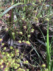 Drosera planchonii