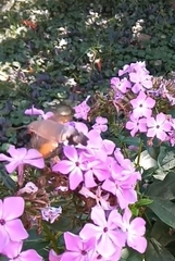 Macroglossum stellatarum