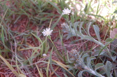 Hypochaeris albiflora