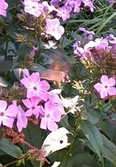 Macroglossum stellatarum