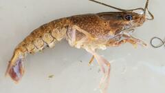 Cherax quadricarinatus